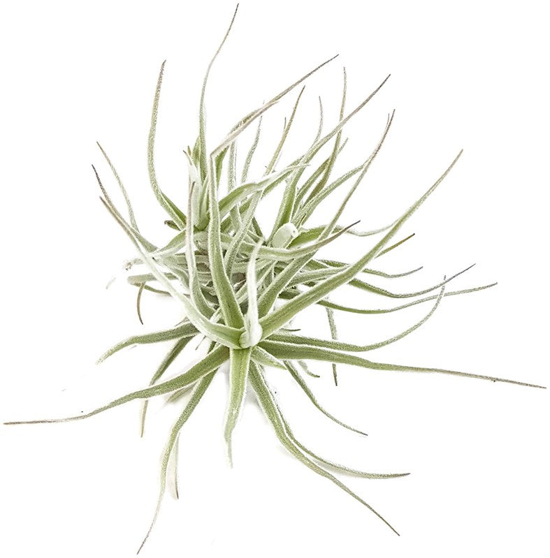 Tillandsia Diaguitensis - Aufsitzerpflanze