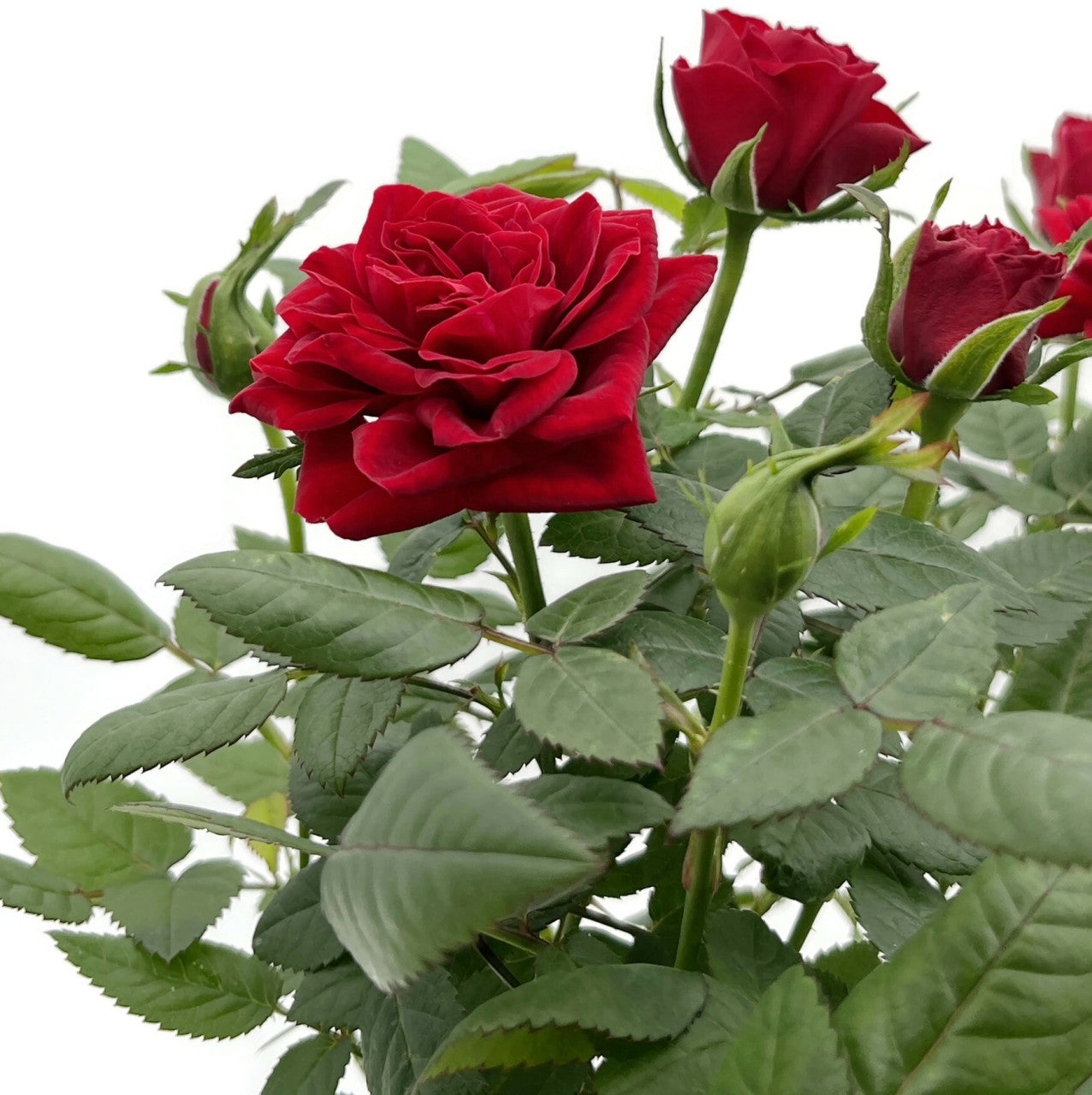 Rose "Herzensfreude" - rote Topfrose