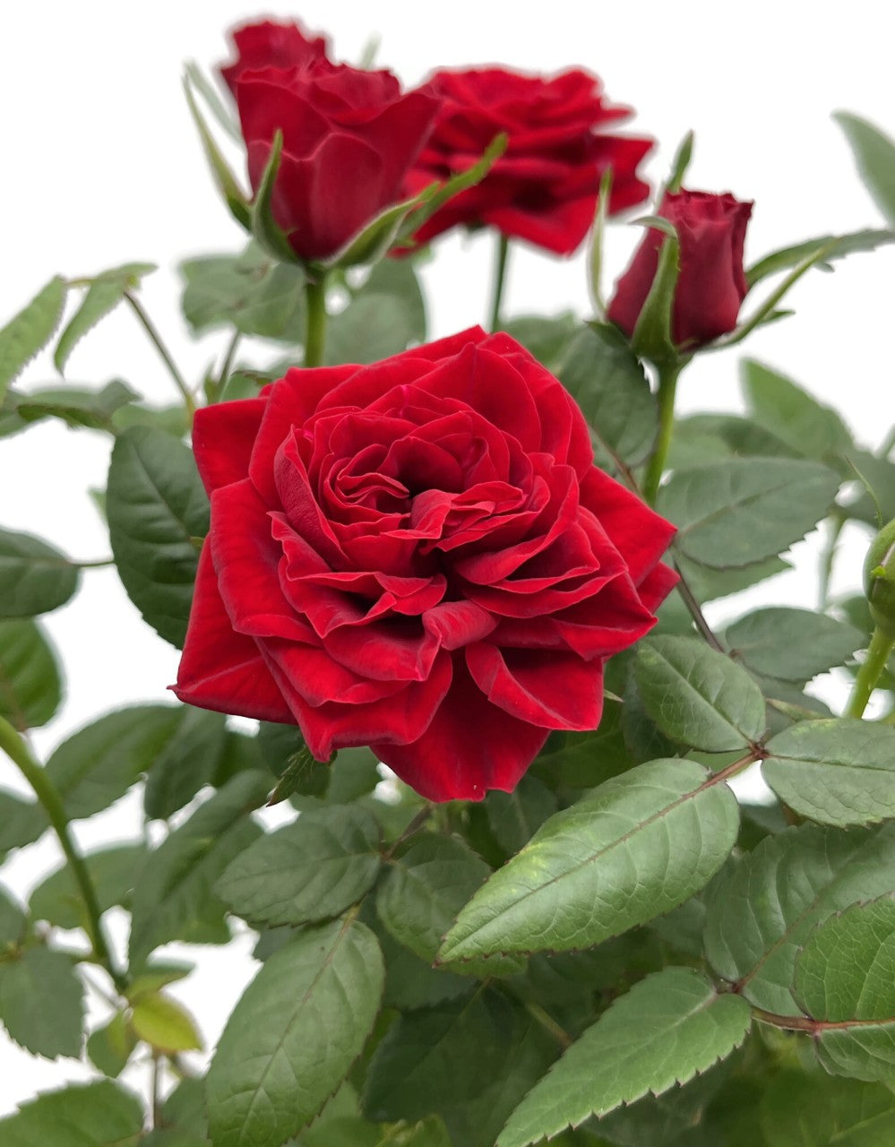Rose "Herzensfreude" - rote Topfrose