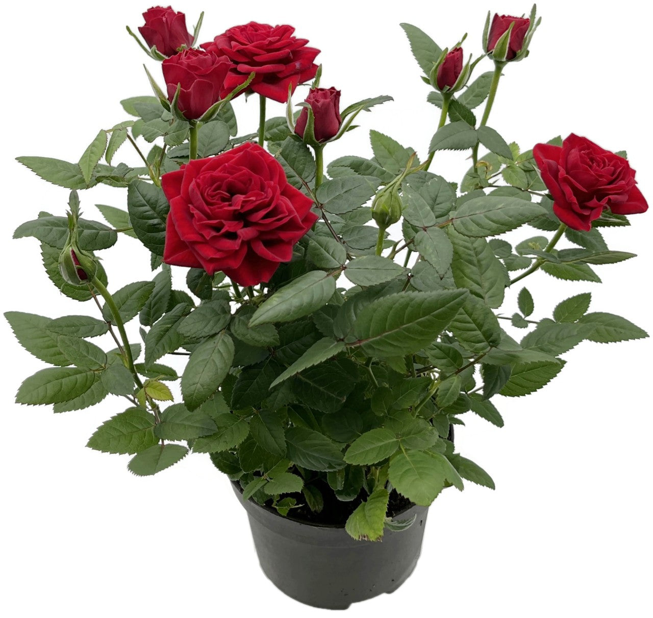 Rose "Herzensfreude" - rote Topfrose