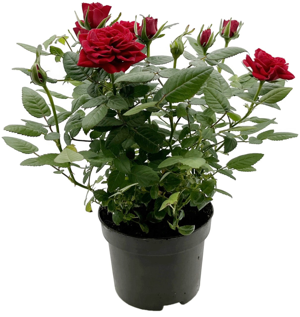 Rose "Herzensfreude" - rote Topfrose