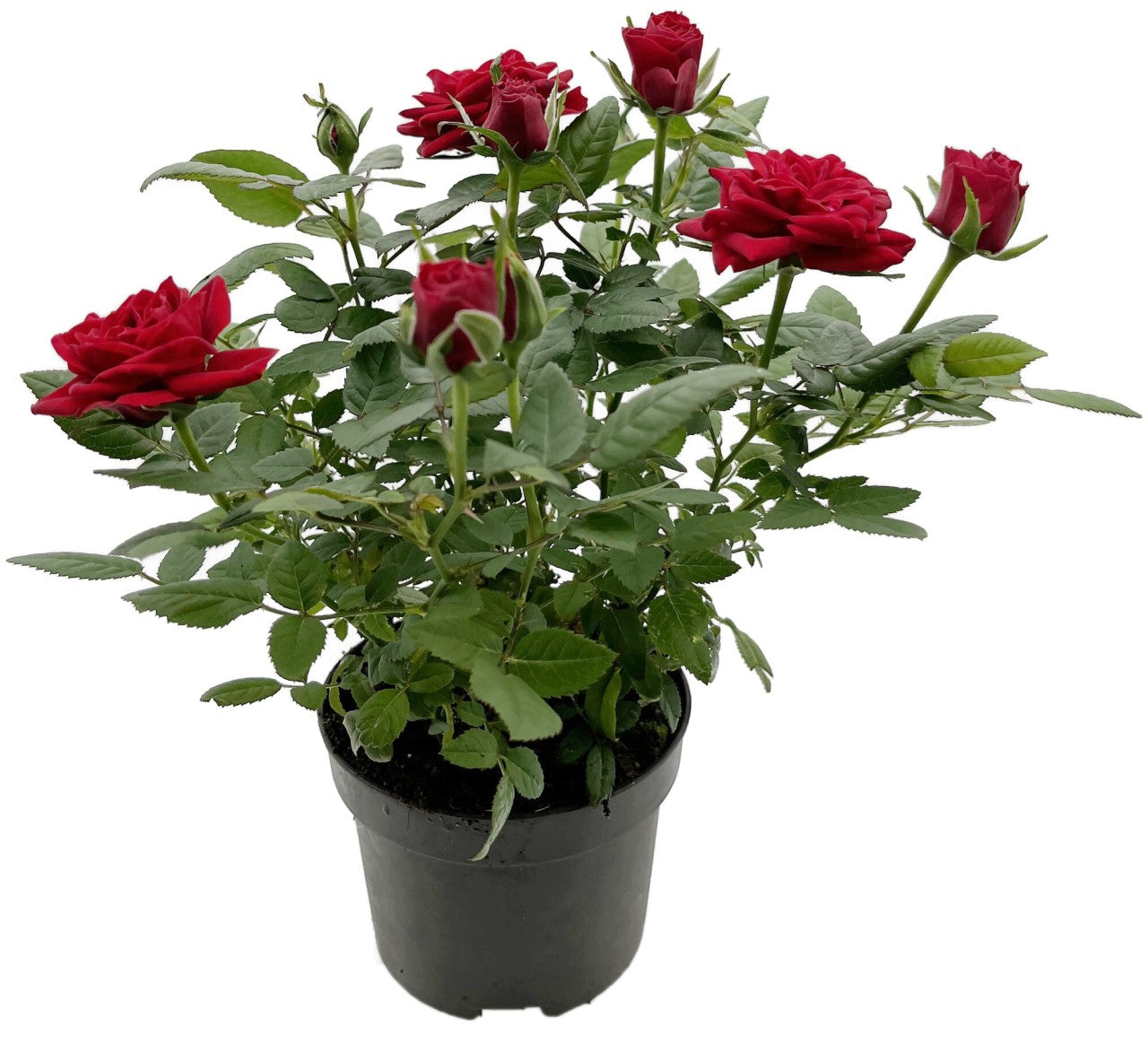 Rose "Herzensfreude" - rote Topfrose