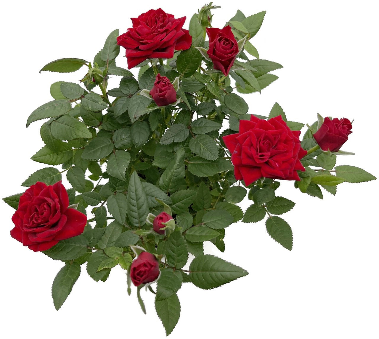 Rose "Herzensfreude" - rote Topfrose