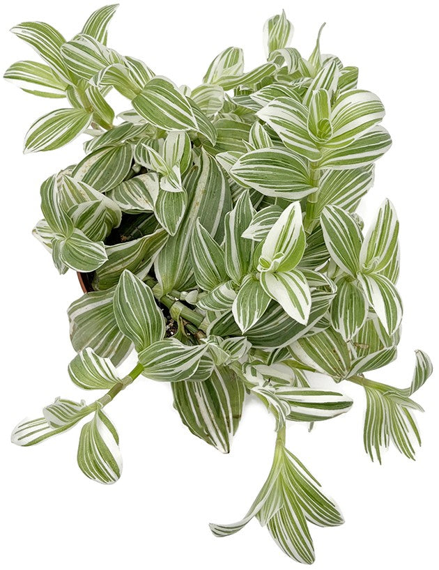 Tradescantia albiflora "Albovittata" - weiße Dreimasterblume