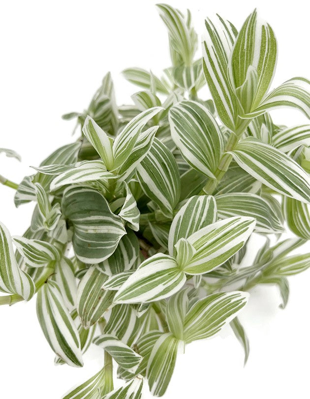 Tradescantia albiflora "Albovittata" - weiße Dreimasterblume