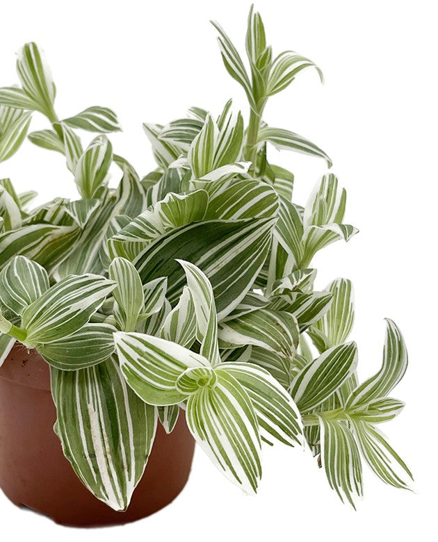 Tradescantia albiflora "Albovittata" - weiße Dreimasterblume