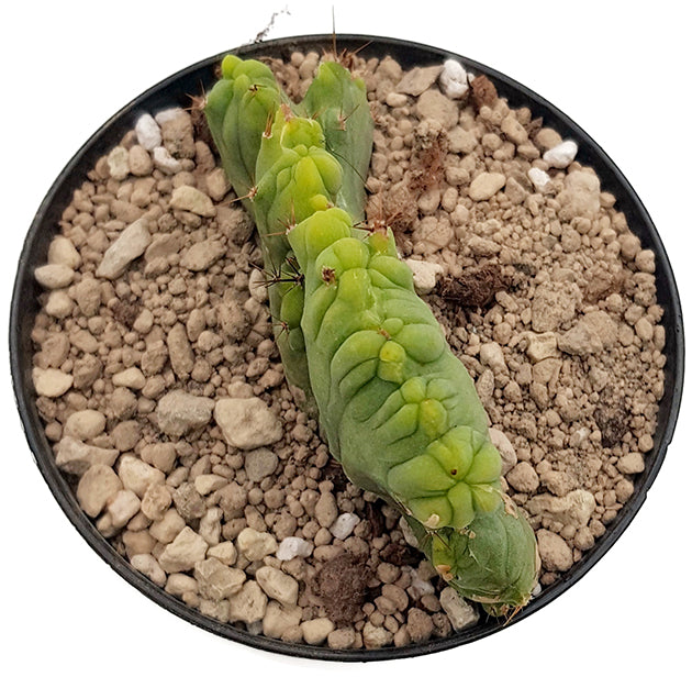 Trichocereus bridgesii f. monstruosa crestate - Penis Kaktus