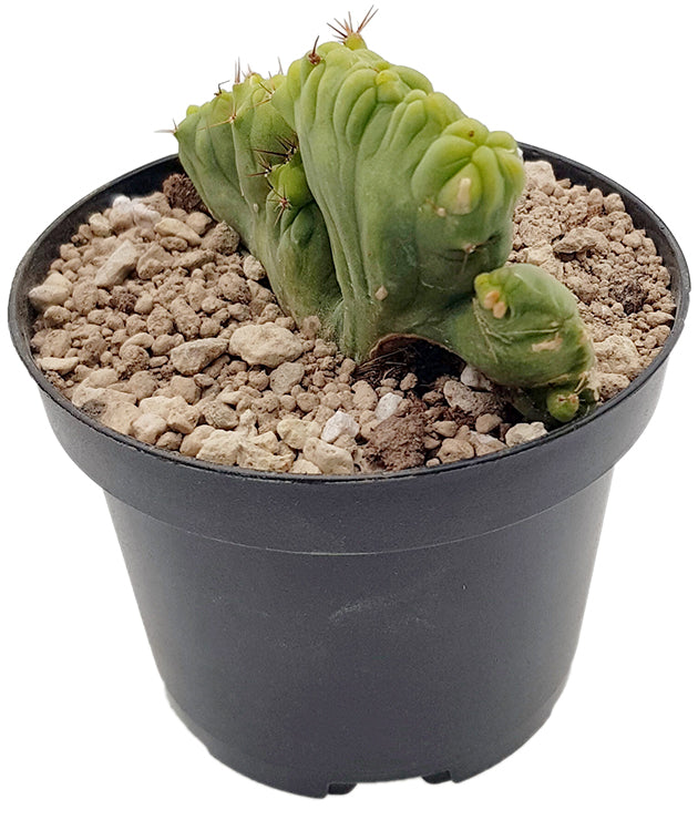 Trichocereus bridgesii f. monstruosa crestate - Penis Kaktus