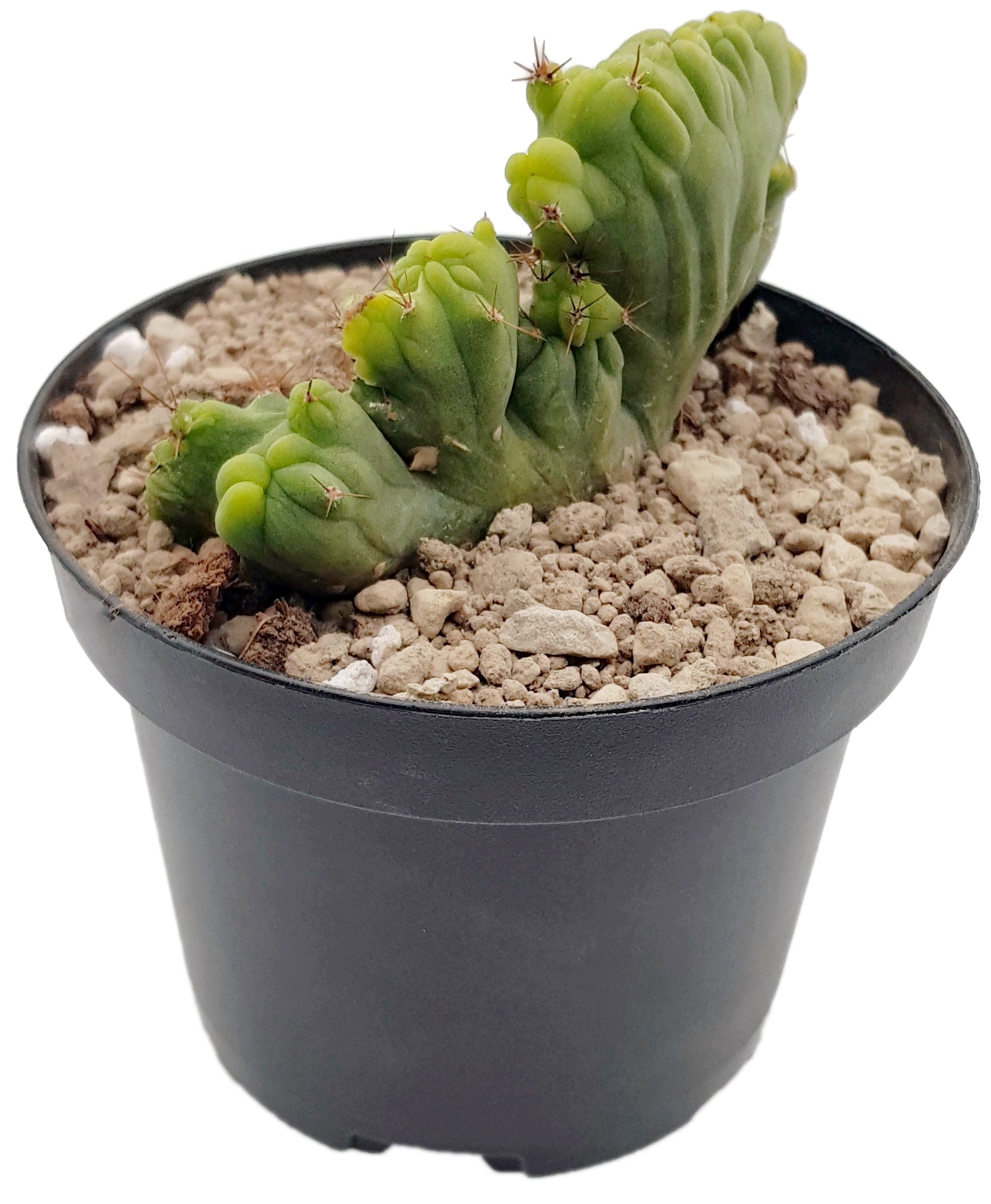 Trichocereus bridgesii f. monstruosa crestate - Penis Kaktus