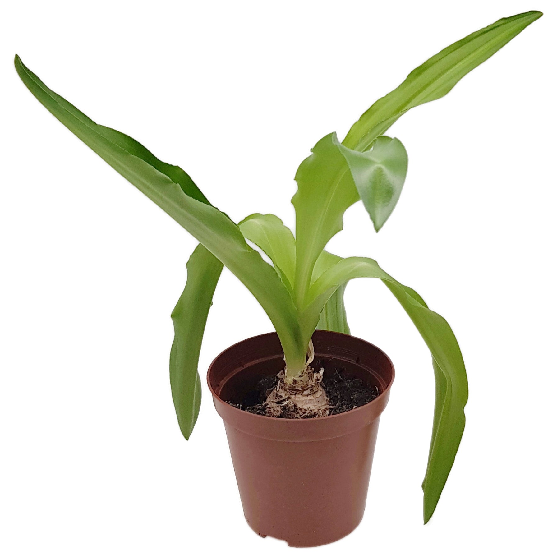 Veltheimia - exotische Kaplilie