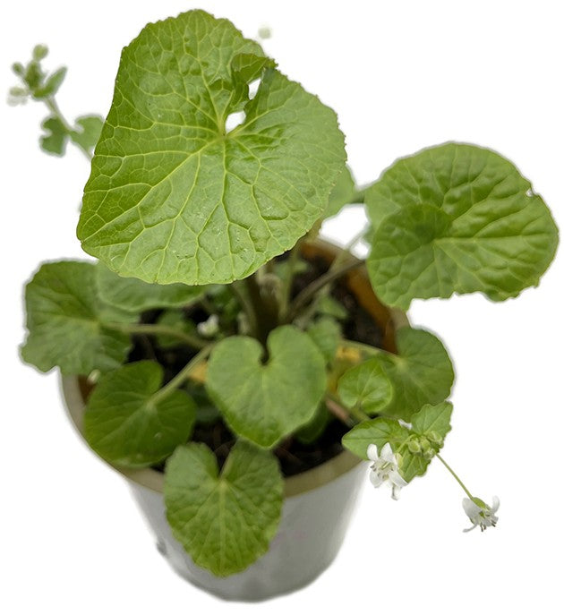 Wasabi japonica - japanischer Meerrettich