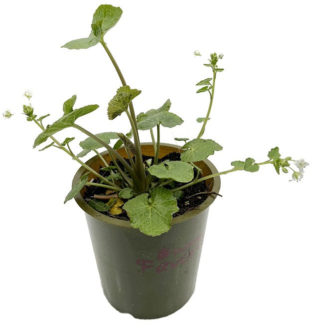 Wasabi japonica - japanischer Meerrettich