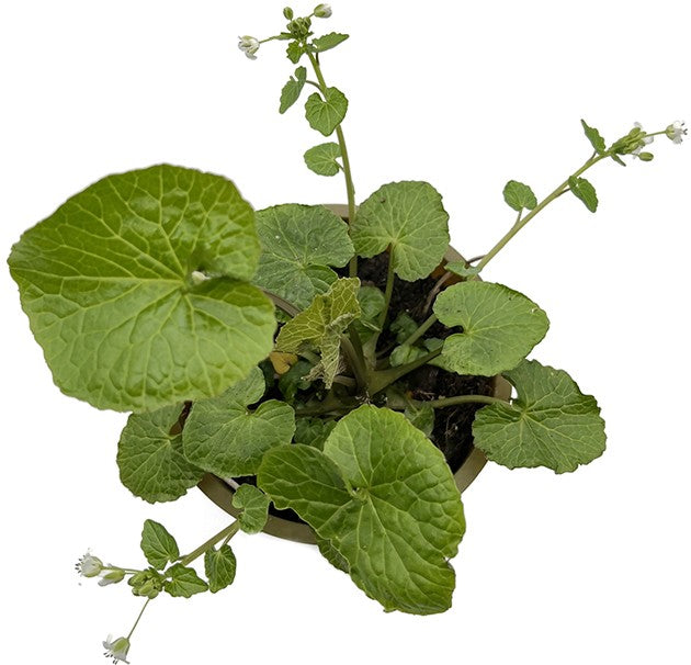 Wasabi japonica - japanischer Meerrettich