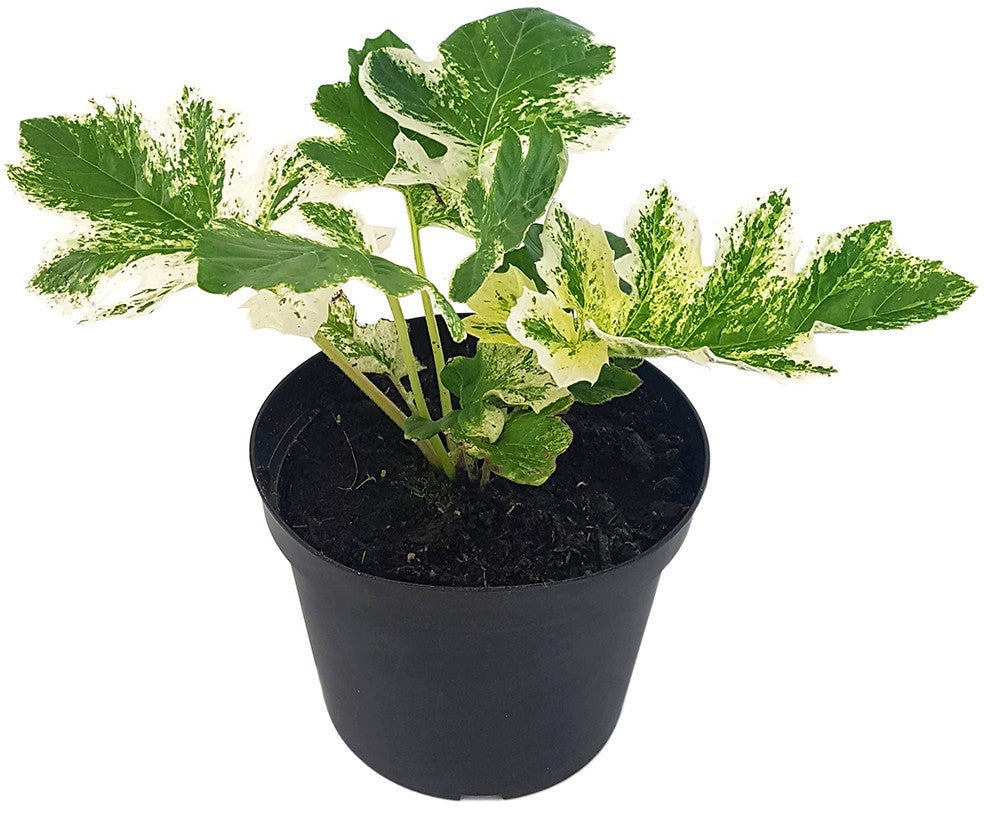 Acanthus mollis "Tasmanian Angel" - panaschierter Bärenklau