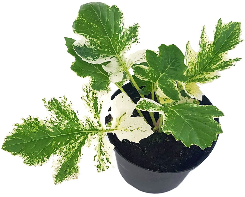 Acanthus mollis "Tasmanian Angel" - panaschierter Bärenklau