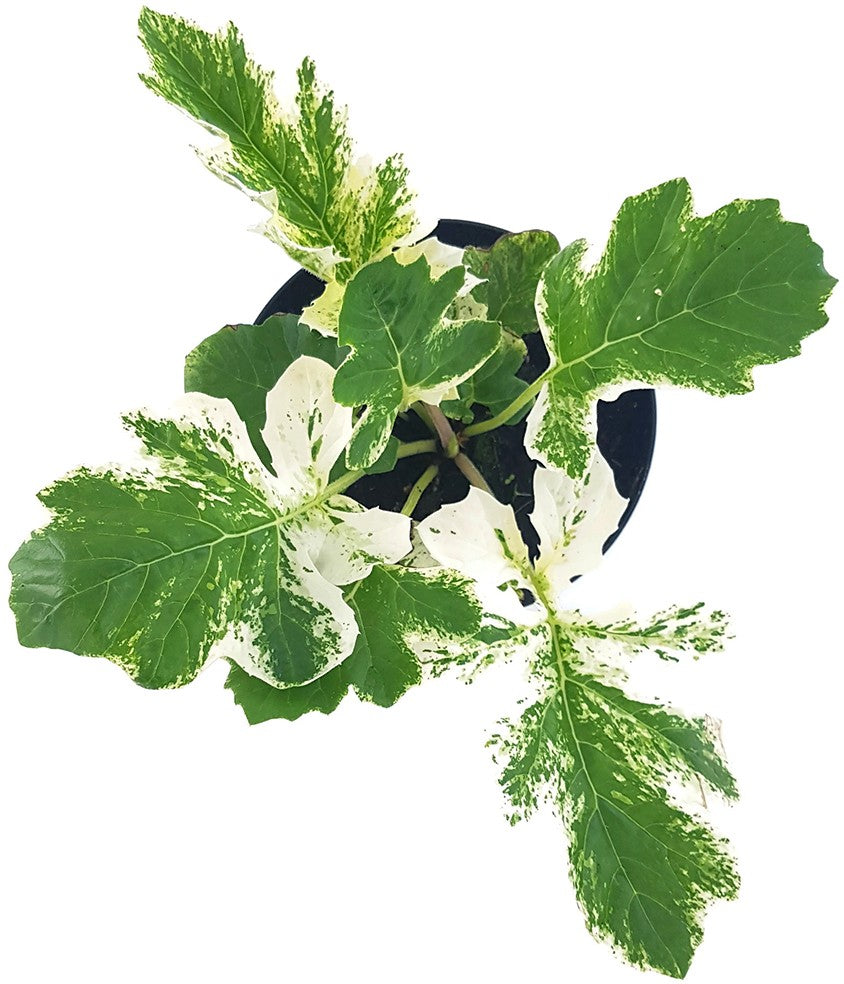 Acanthus mollis "Tasmanian Angel" - panaschierter Bärenklau