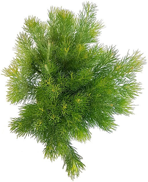 Adenanthos "Woolly Bush" - buschige Gartenpflanze