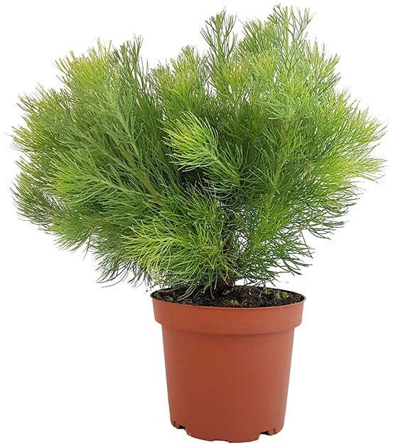 Adenanthos "Woolly Bush" - buschige Gartenpflanze