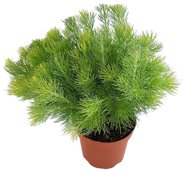 Adenanthos "Woolly Bush" - buschige Gartenpflanze