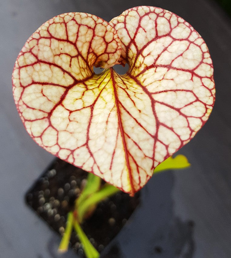 Sarracenia Moorei X "Adrian Slack" MKH113