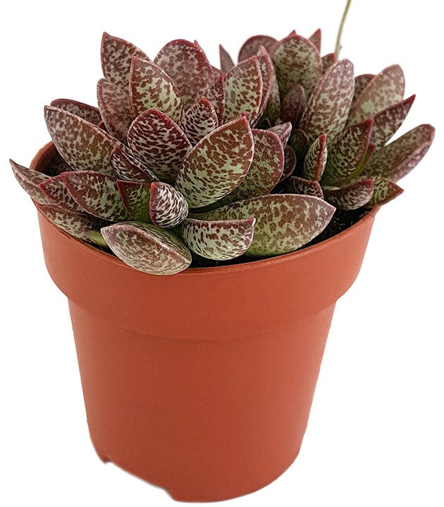 Adromischus "Calico Hearts" - dekoratives Dickblatt