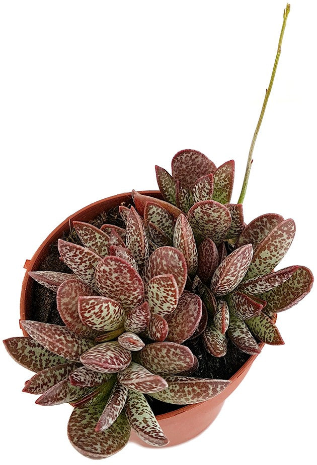 Adromischus "Calico Hearts" - dekoratives Dickblatt