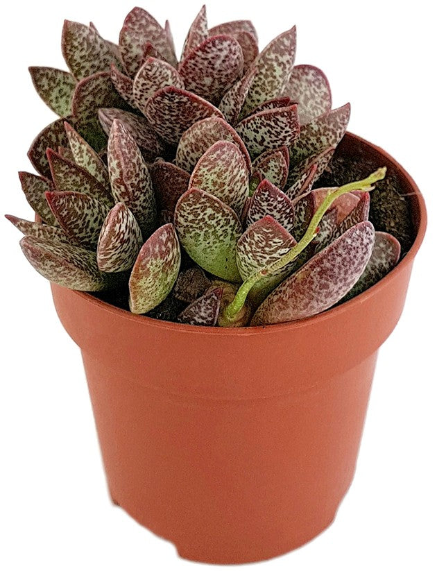 Adromischus "Calico Hearts" - dekoratives Dickblatt
