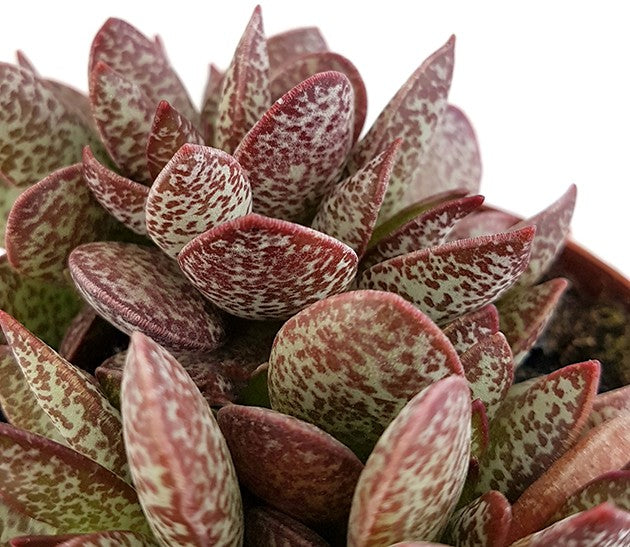 Adromischus "Calico Hearts" - dekoratives Dickblatt