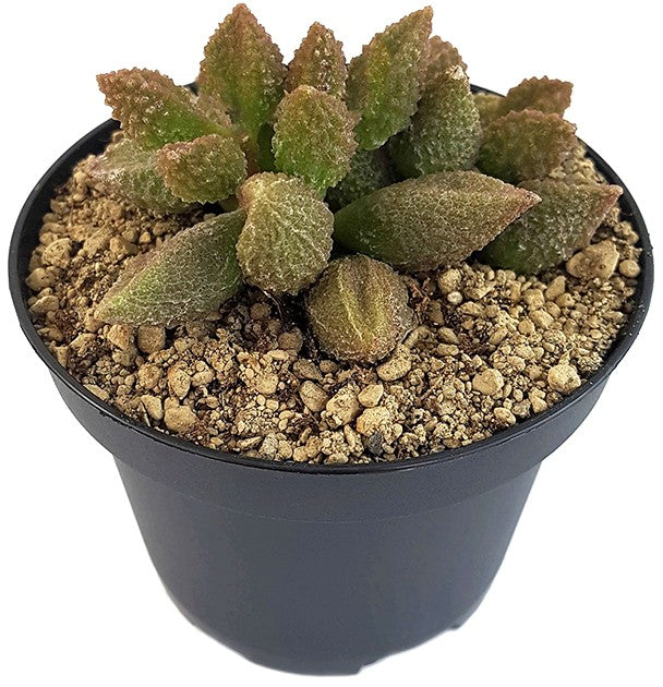 Adromischus marianae cv. "Coffee Bean" - Sukkulente