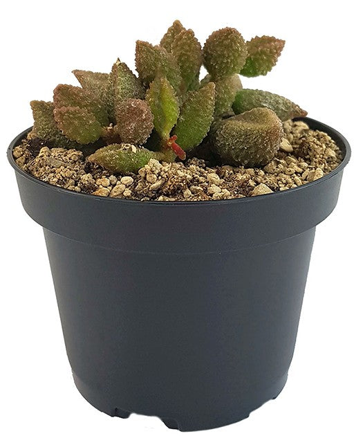 Adromischus marianae cv. "Coffee Bean" - Sukkulente