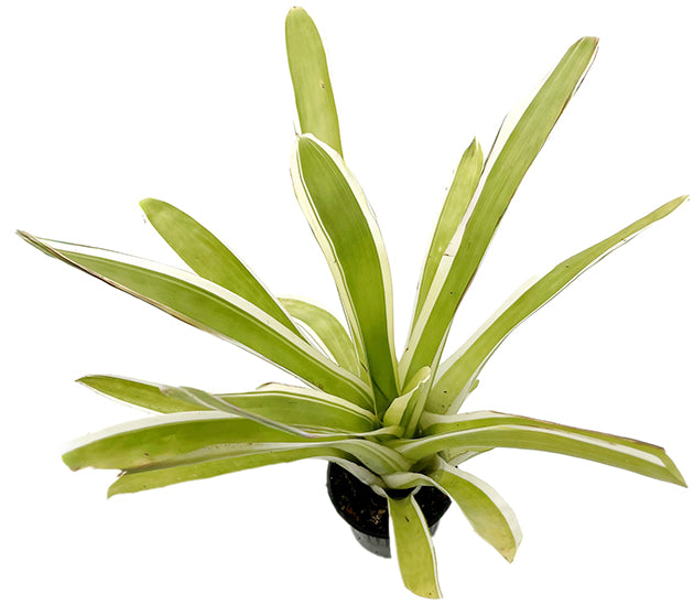Aechmea gamosepala "variegata" - exotische Bromelie