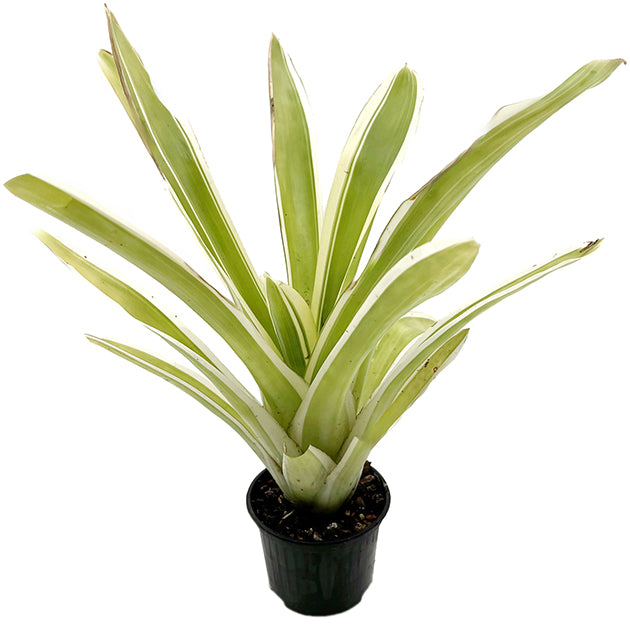 Aechmea gamosepala "variegata" - exotische Bromelie
