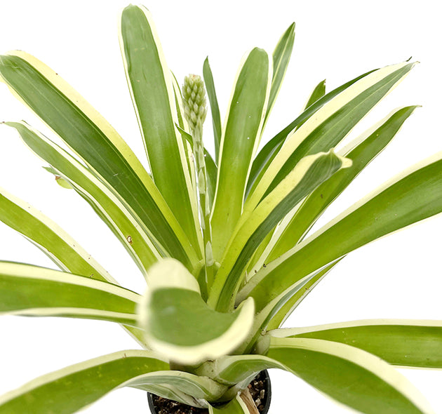 Aechmea gamosepala "variegata" - exotische Bromelie