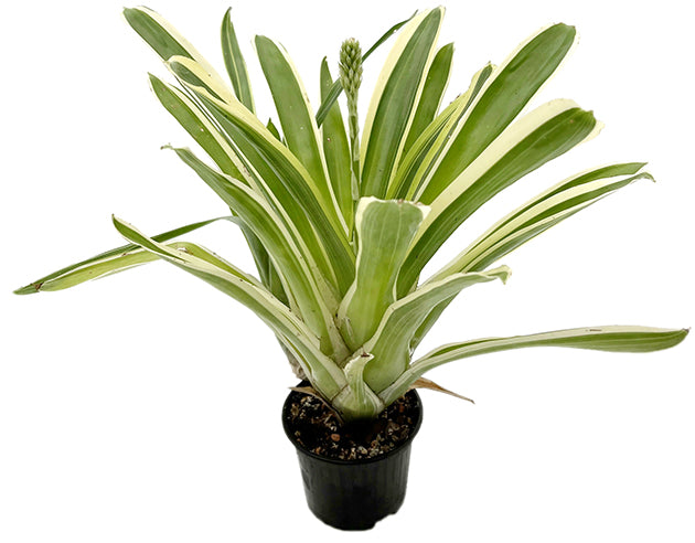 Aechmea gamosepala "variegata" - exotische Bromelie