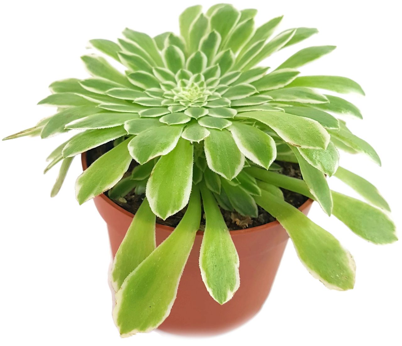 Aeonium "Emerald Ice" - Rossettendickblatt