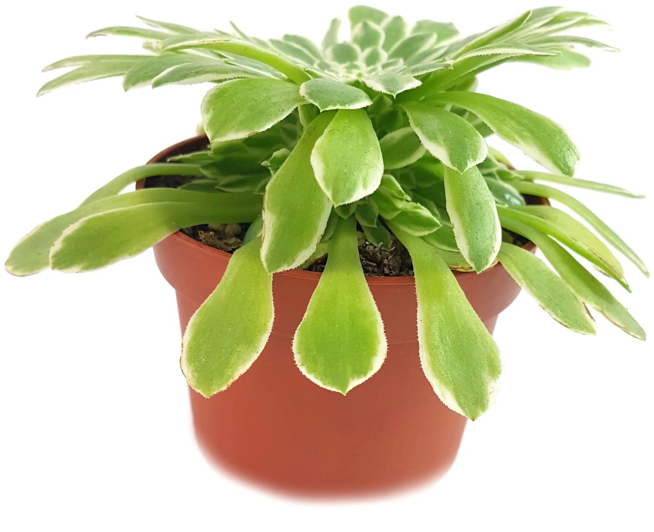 Aeonium "Emerald Ice" - Rossettendickblatt