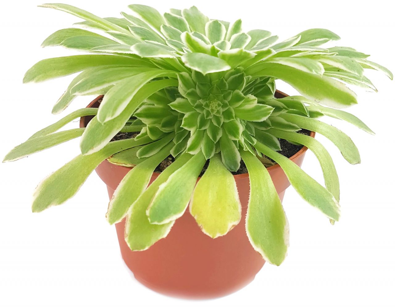 Aeonium "Emerald Ice" - Rossettendickblatt