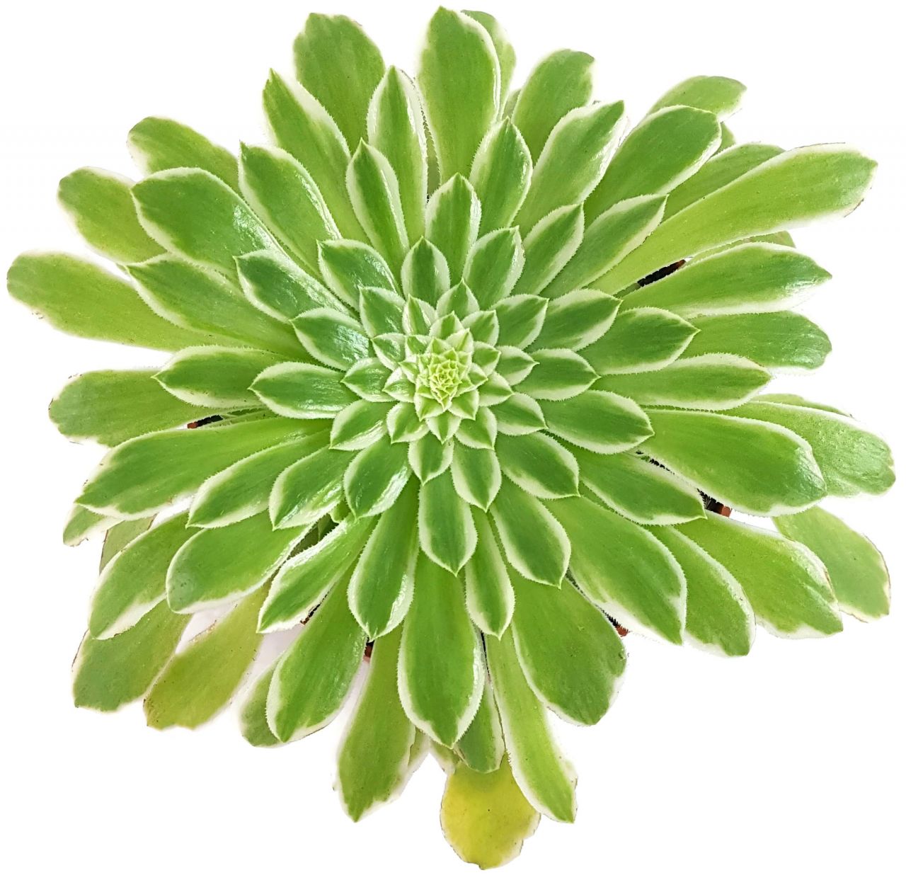 Aeonium "Emerald Ice" - Rossettendickblatt