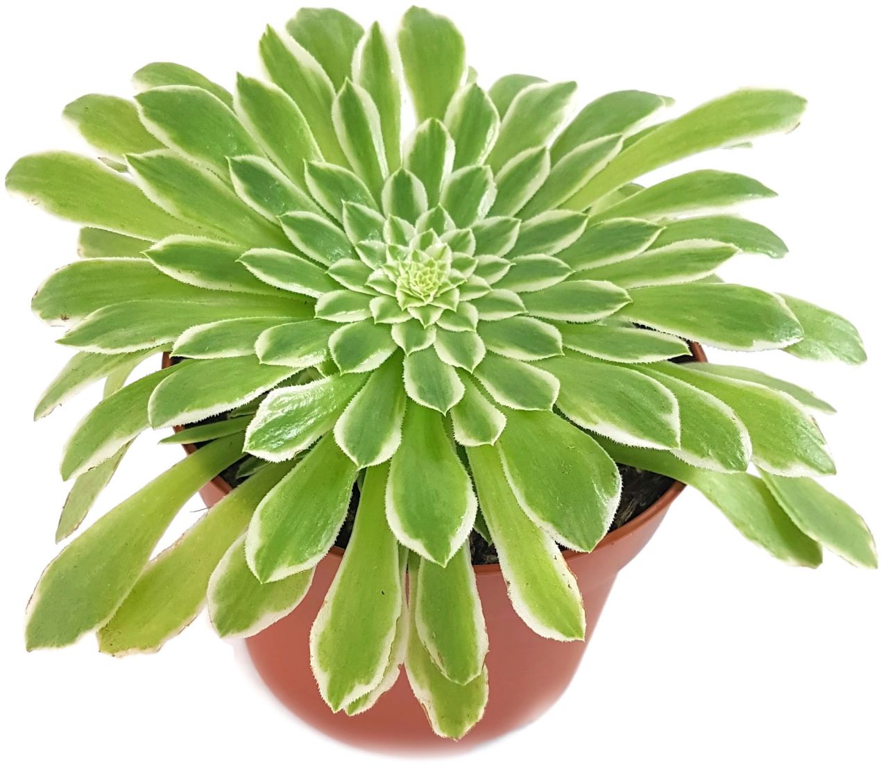 Aeonium "Emerald Ice" - Rossettendickblatt