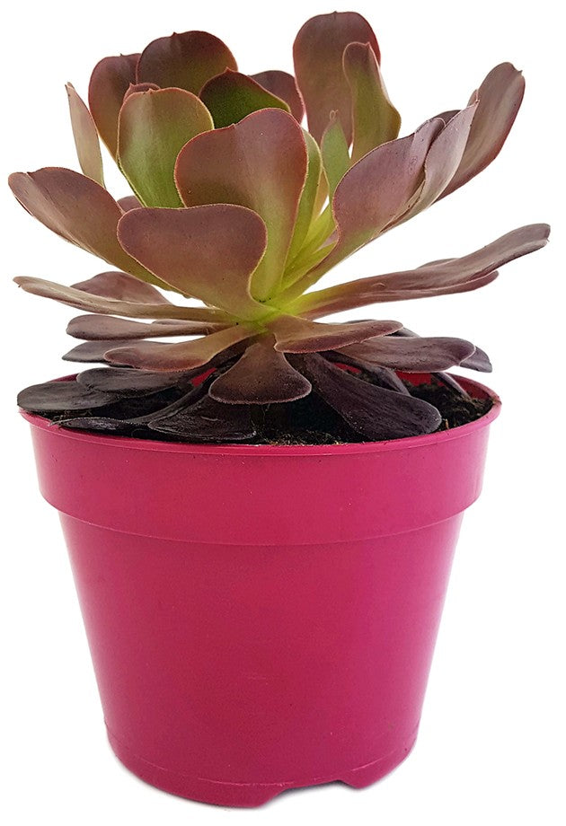 Aeonium "Velour Short" - kanarische Rose