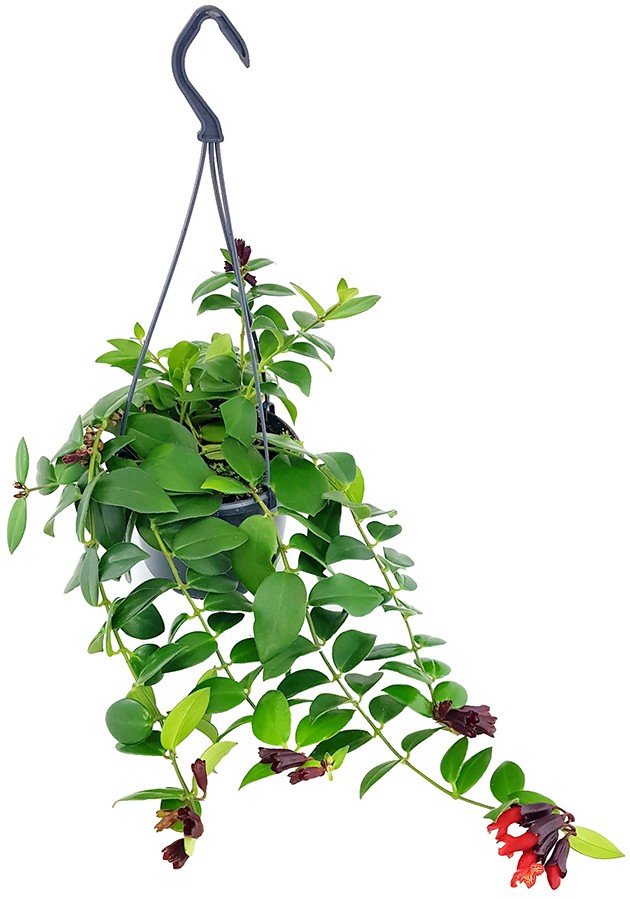 Aeschynanthus "Mona Lisa" - atemberaubende Schamblume