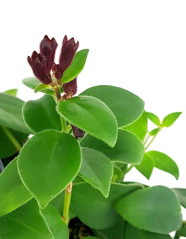 Aeschynanthus "Mona Lisa" - atemberaubende Schamblume