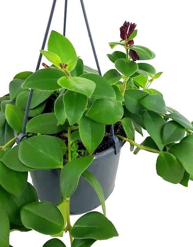 Aeschynanthus "Mona Lisa" - atemberaubende Schamblume