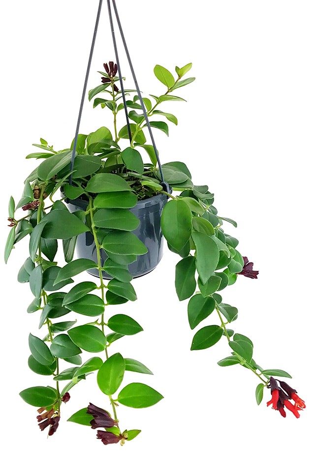 Aeschynanthus "Mona Lisa" - atemberaubende Schamblume