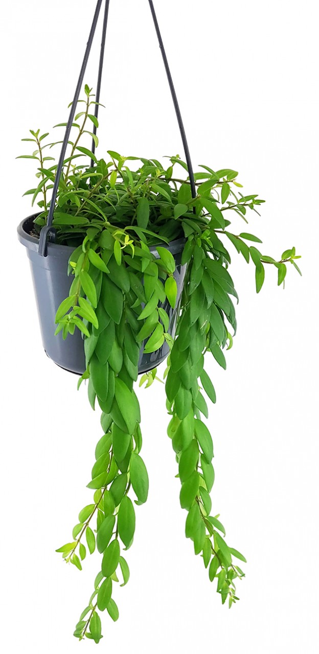 Aeschynanthus "japhrolepis" - elegante Schamblume