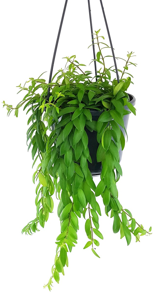 Aeschynanthus "japhrolepis" - elegante Schamblume