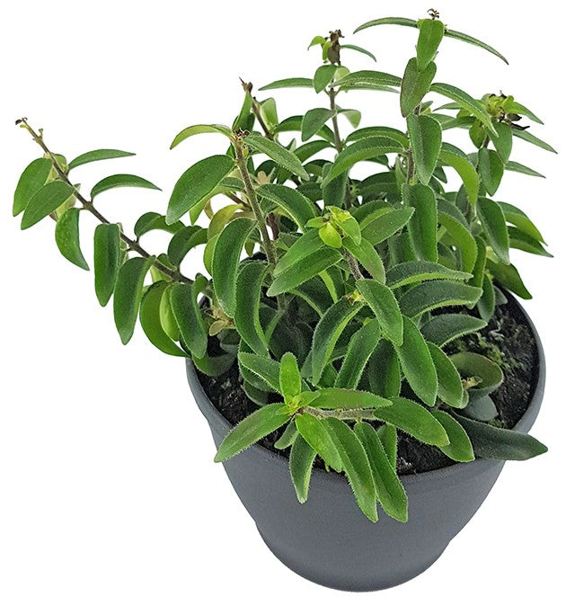Aeschynanthus "Twister" - gedrehte Schamblume