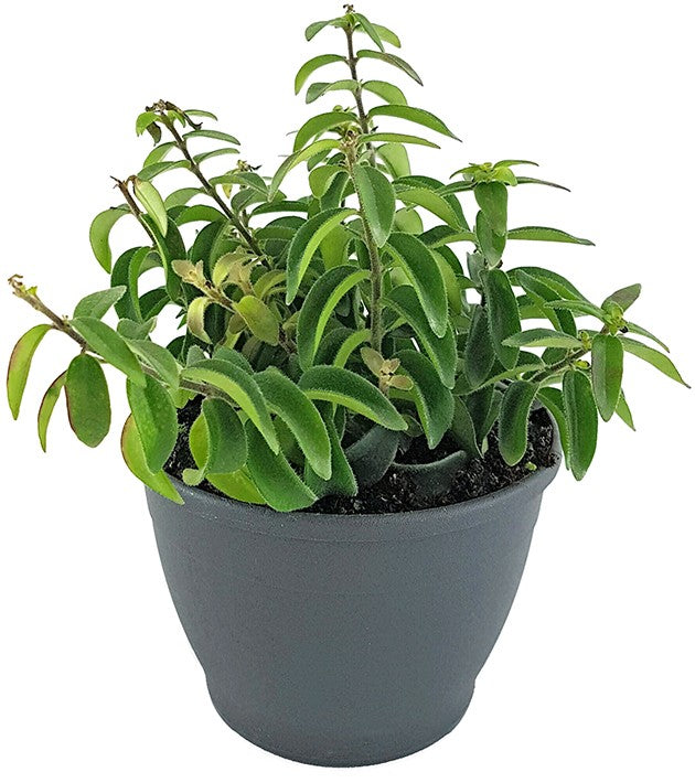Aeschynanthus "Twister" - gedrehte Schamblume