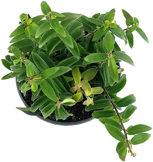 Aeschynanthus "Twister" - gedrehte Schamblume