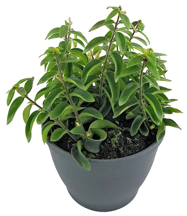 Aeschynanthus "Twister" - gedrehte Schamblume